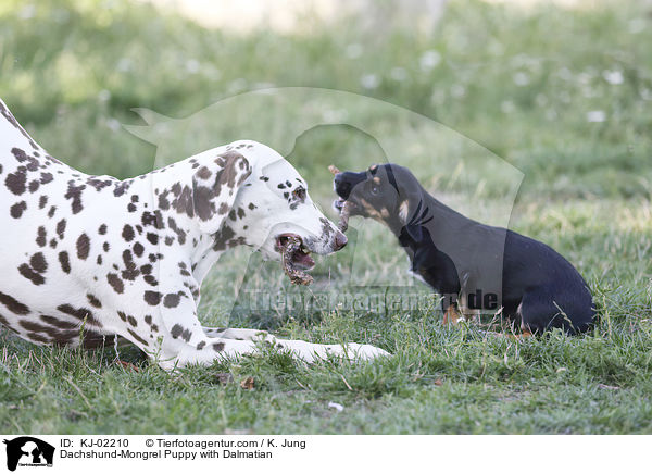 Dackel-Mischling Welpe mit Dalmatiner / Dachshund-Mongrel Puppy with Dalmatian / KJ-02210