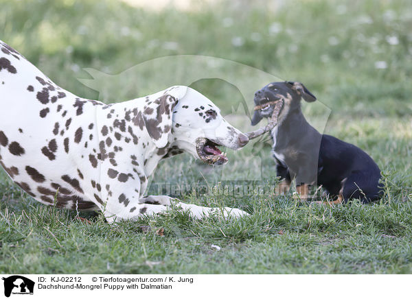 Dackel-Mischling Welpe mit Dalmatiner / Dachshund-Mongrel Puppy with Dalmatian / KJ-02212