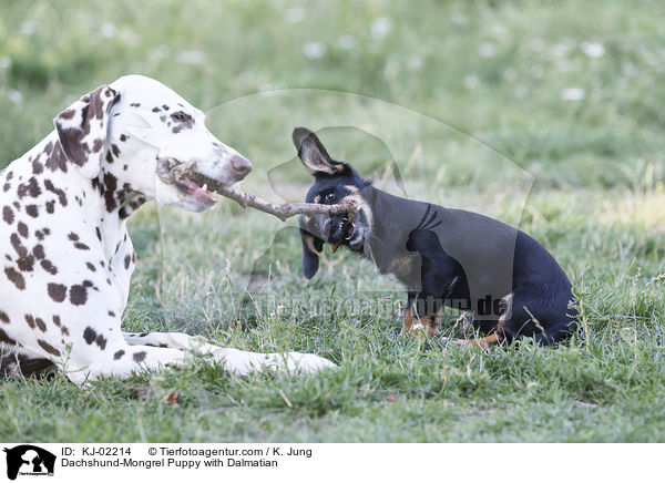 Dackel-Mischling Welpe mit Dalmatiner / Dachshund-Mongrel Puppy with Dalmatian / KJ-02214