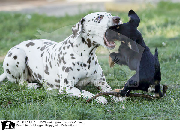 Dackel-Mischling Welpe mit Dalmatiner / Dachshund-Mongrel Puppy with Dalmatian / KJ-02215