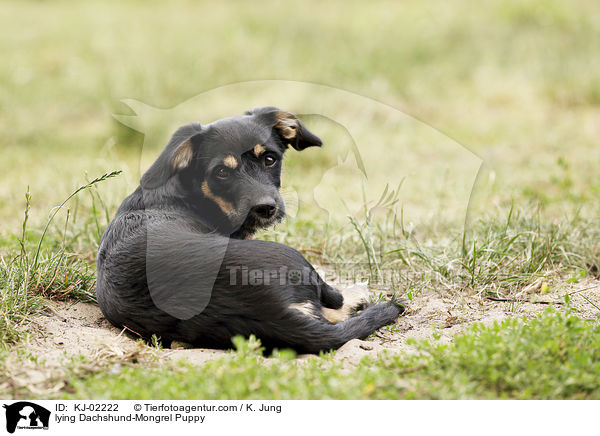 liegender Dackel-Mischling Welpe / lying Dachshund-Mongrel Puppy / KJ-02222