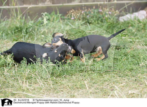 Dackel-Mischling Welpe mit Kaninchendackel Welpe / Dachshund-Mongrel Puppy with Rabbit Dachshund Puppy / KJ-02316
