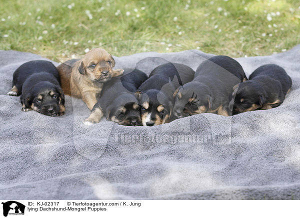 liegende Dackel-Mischling Welpen / lying Dachshund-Mongrel Puppies / KJ-02317