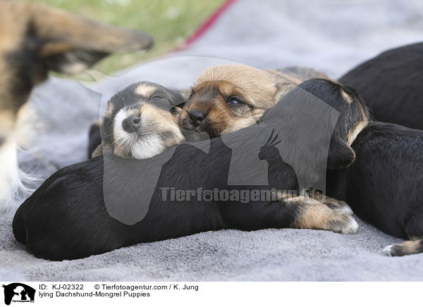 liegende Dackel-Mischling Welpen / lying Dachshund-Mongrel Puppies / KJ-02322