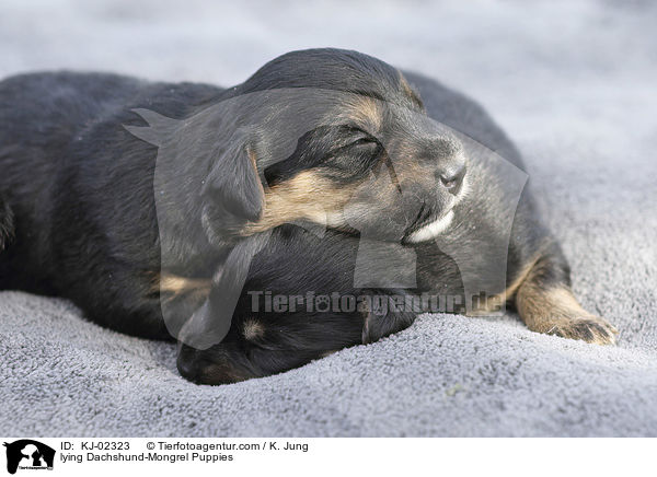 liegende Dackel-Mischling Welpen / lying Dachshund-Mongrel Puppies / KJ-02323