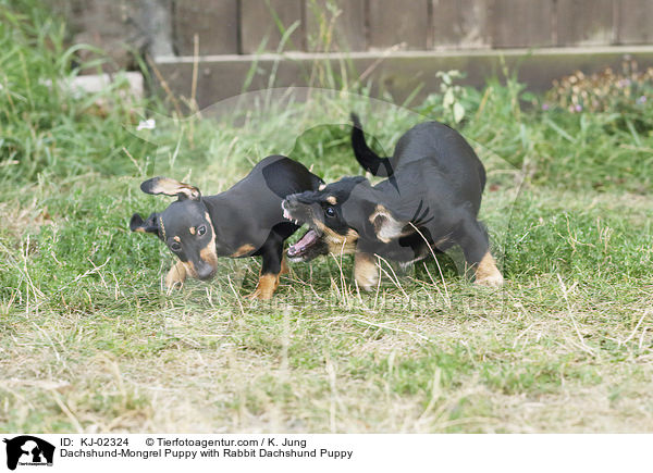 Dachshund-Mongrel Puppy with Rabbit Dachshund Puppy / KJ-02324