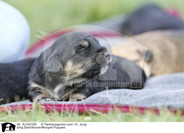 liegende Dackel-Mischling Welpen / lying Dachshund-Mongrel Puppies / KJ-02326