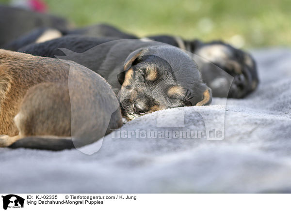 liegende Dackel-Mischling Welpen / lying Dachshund-Mongrel Puppies / KJ-02335