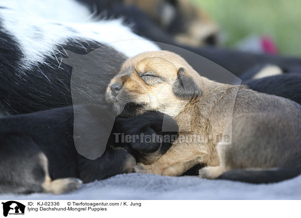 liegende Dackel-Mischling Welpen / lying Dachshund-Mongrel Puppies / KJ-02336