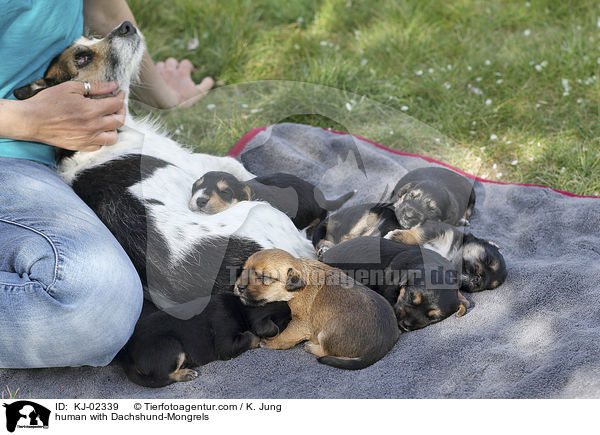 Mensch mit Dackel-Mischlinge / human with Dachshund-Mongrels / KJ-02339