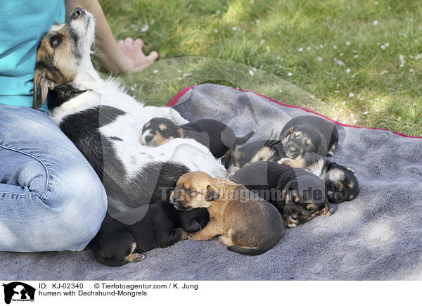 Mensch mit Dackel-Mischlinge / human with Dachshund-Mongrels / KJ-02340