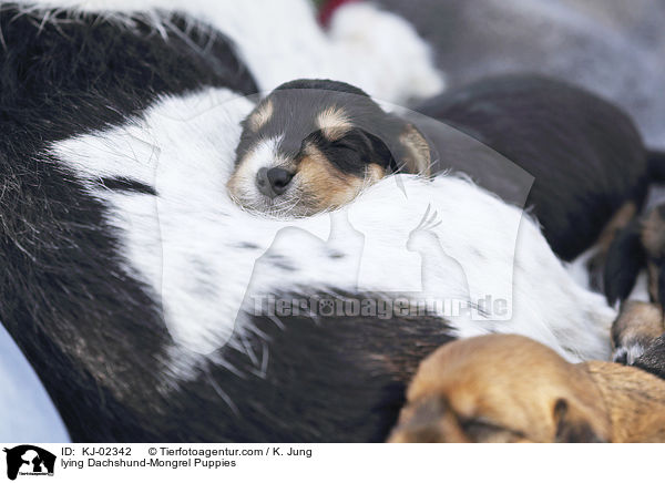liegende Dackel-Mischling Welpen / lying Dachshund-Mongrel Puppies / KJ-02342