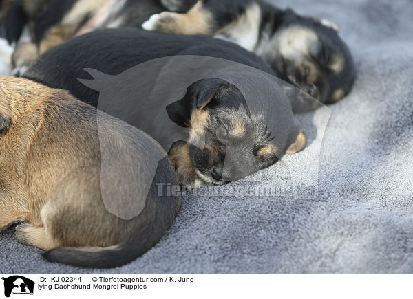 liegende Dackel-Mischling Welpen / lying Dachshund-Mongrel Puppies / KJ-02344