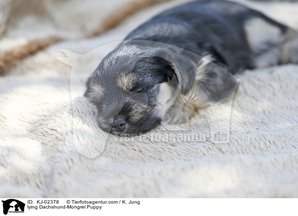 liegender Dackel-Mischling Welpe / lying Dachshund-Mongrel Puppy / KJ-02378