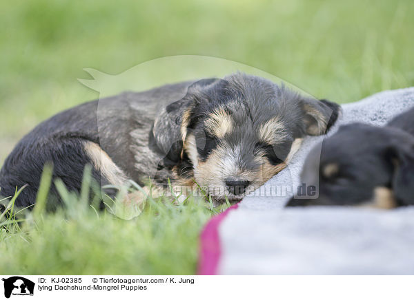 liegende Dackel-Mischling Welpen / lying Dachshund-Mongrel Puppies / KJ-02385