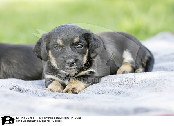 liegende Dackel-Mischling Welpen / lying Dachshund-Mongrel Puppies / KJ-02386
