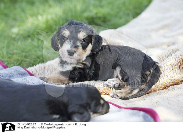 liegende Dackel-Mischling Welpen / lying Dachshund-Mongrel Puppies / KJ-02387