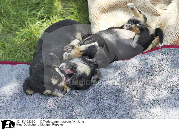 liegende Dackel-Mischling Welpen / lying Dachshund-Mongrel Puppies / KJ-02390
