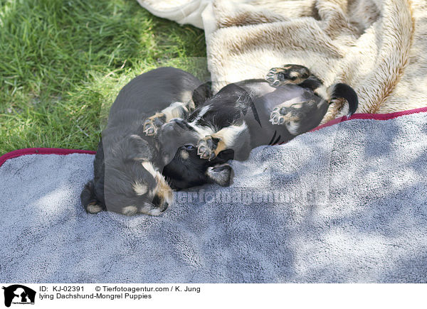 liegende Dackel-Mischling Welpen / lying Dachshund-Mongrel Puppies / KJ-02391