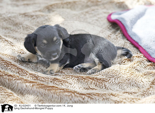liegender Dackel-Mischling Welpe / lying Dachshund-Mongrel Puppy / KJ-02401