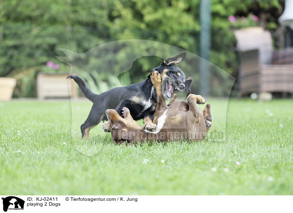 spielende 2 Hunde / playing 2 Dogs / KJ-02411