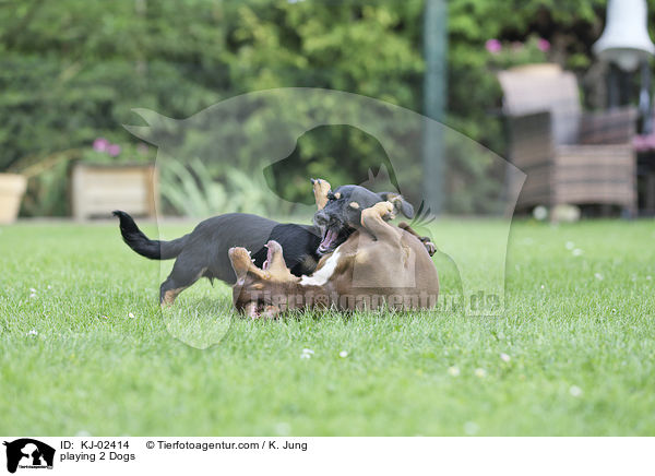 spielende 2 Hunde / playing 2 Dogs / KJ-02414