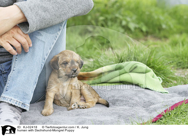 Mensch mit Dackel-Mischling Welpe / human with Dachshund-Mongrel Puppy / KJ-02418