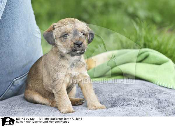 Mensch mit Dackel-Mischling Welpe / human with Dachshund-Mongrel Puppy / KJ-02420