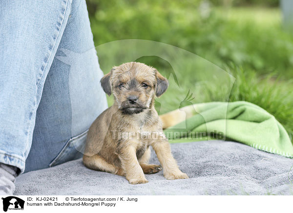 Mensch mit Dackel-Mischling Welpe / human with Dachshund-Mongrel Puppy / KJ-02421