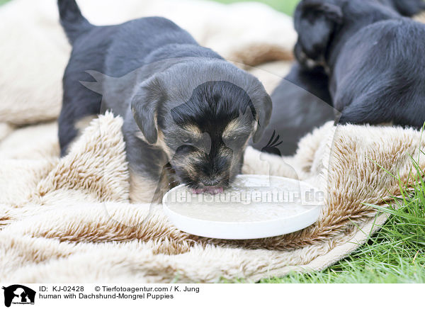 Mensch mit Dackel-Mischling Welpen / human with Dachshund-Mongrel Puppies / KJ-02428