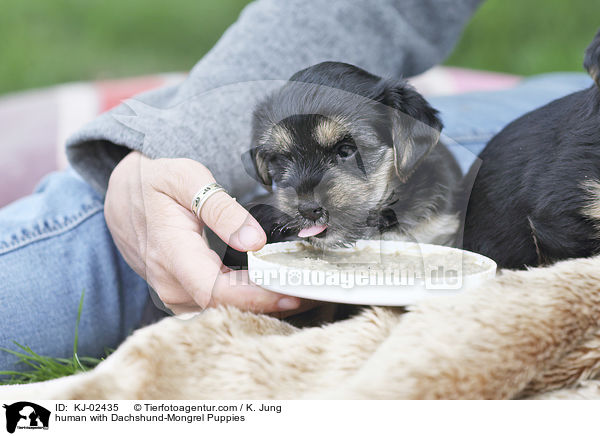Mensch mit Dackel-Mischling Welpen / human with Dachshund-Mongrel Puppies / KJ-02435