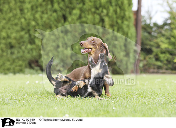 spielende 2 Hunde / playing 2 Dogs / KJ-02440