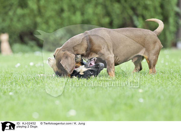 spielende 2 Hunde / playing 2 Dogs / KJ-02452