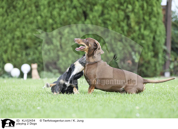 spielende 2 Hunde / playing 2 Dogs / KJ-02454