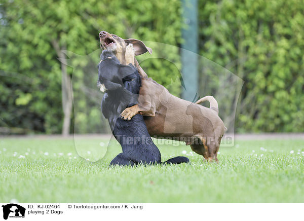 spielende 2 Hunde / playing 2 Dogs / KJ-02464