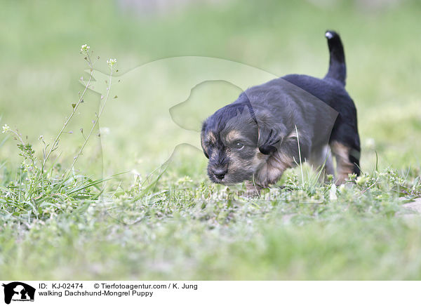 laufender Dackel-Mischling Welpe / walking Dachshund-Mongrel Puppy / KJ-02474