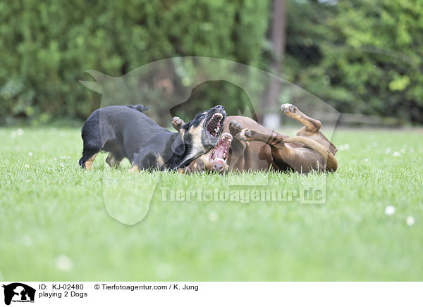 spielende 2 Hunde / playing 2 Dogs / KJ-02480