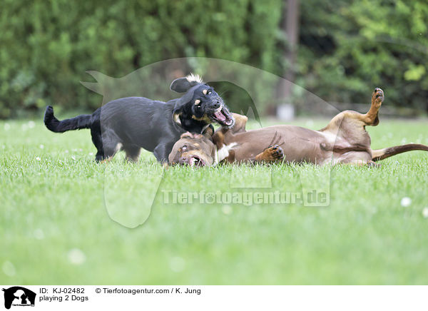 spielende 2 Hunde / playing 2 Dogs / KJ-02482