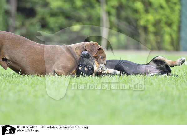 spielende 2 Hunde / playing 2 Dogs / KJ-02487