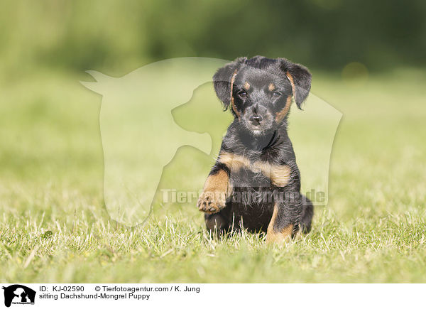 sitzender Dackel-Mischling Welpe / sitting Dachshund-Mongrel Puppy / KJ-02590