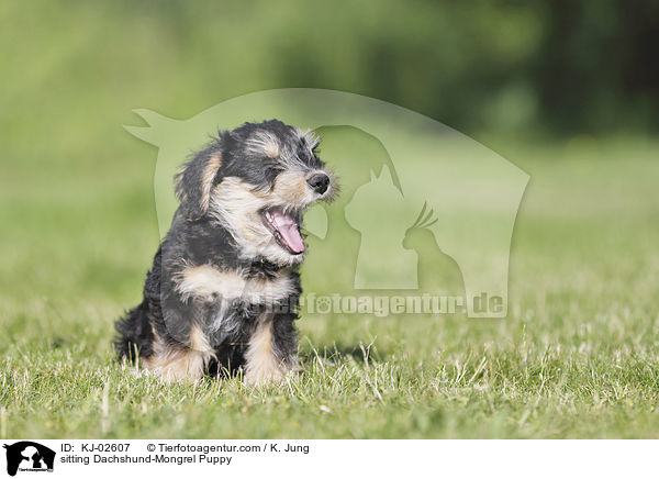 sitzender Dackel-Mischling Welpe / sitting Dachshund-Mongrel Puppy / KJ-02607