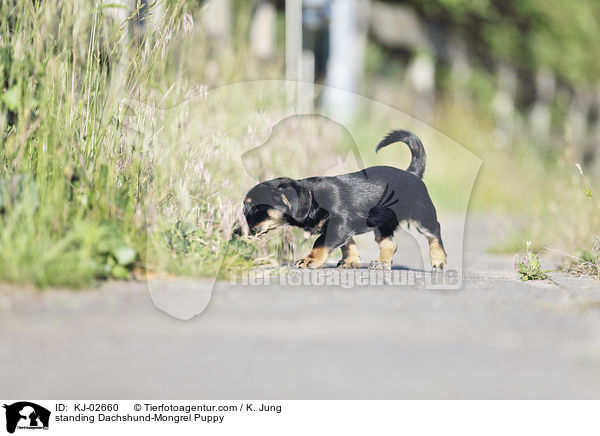 stehender Dackel-Mischling Welpe / standing Dachshund-Mongrel Puppy / KJ-02660