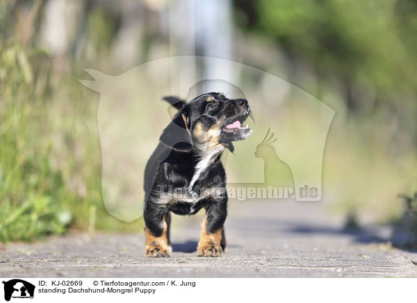 stehender Dackel-Mischling Welpe / standing Dachshund-Mongrel Puppy / KJ-02669