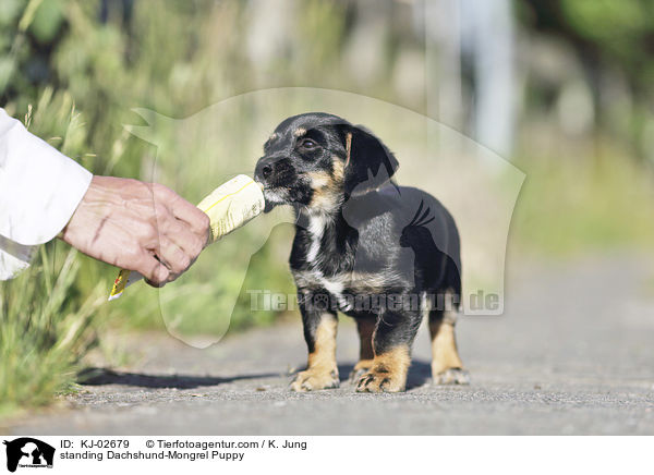 stehender Dackel-Mischling Welpe / standing Dachshund-Mongrel Puppy / KJ-02679