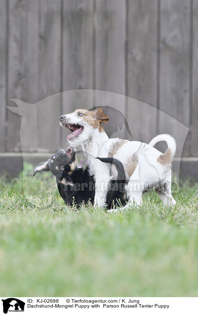 Dackel-Mischling Welpe mit Parson Russell Terrier Welpe / Dachshund-Mongrel Puppy with  Parson Russell Terrier Puppy / KJ-02688