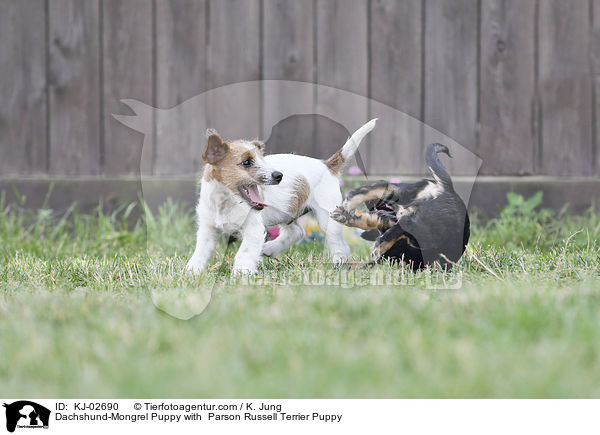 Dachshund-Mongrel Puppy with  Parson Russell Terrier Puppy / KJ-02690