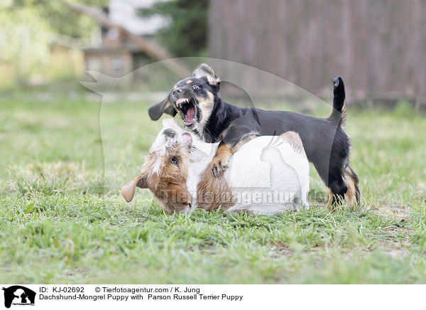 Dackel-Mischling Welpe mit Parson Russell Terrier Welpe / Dachshund-Mongrel Puppy with  Parson Russell Terrier Puppy / KJ-02692