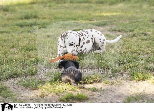 Dackel-Mischling Welpe mit Dalmatiner / Dachshund-Mongrel Puppy with Dalmatian / KJ-02695