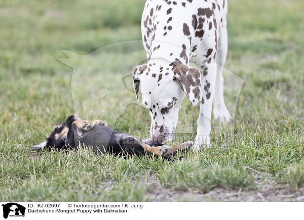 Dackel-Mischling Welpe mit Dalmatiner / Dachshund-Mongrel Puppy with Dalmatian / KJ-02697