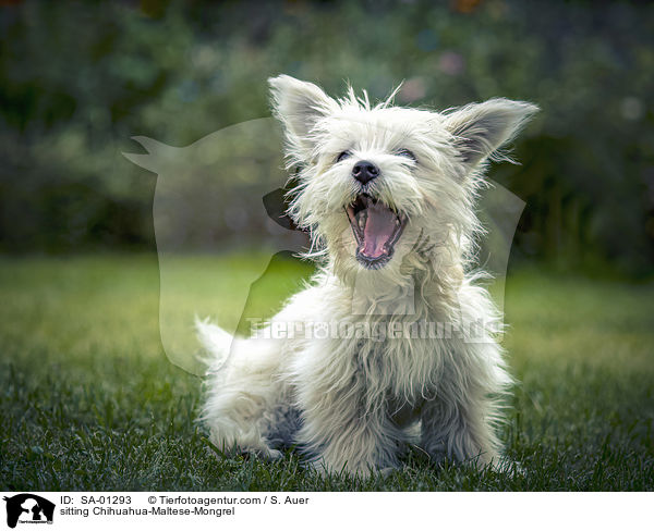 sitzender Chihuahua-Malteser-Mischling / sitting Chihuahua-Maltese-Mongrel / SA-01293